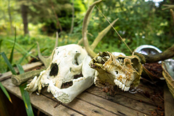 Skulls of Deer found in a Deep Forest on at a Campsite