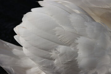 white swan feather close up
