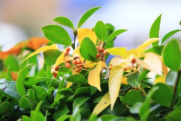 식물 - 노랗게 물들어 가는 댕댕이덩굴