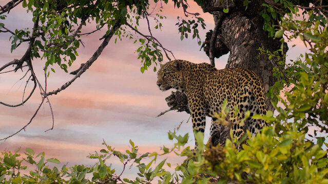 leopard in the tree