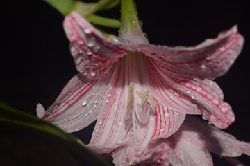blooming flower with raindrops on it