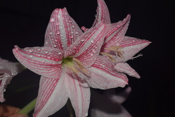 blooming flower with raindrops on it