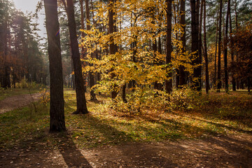 Shadows of golden colorful trees in the autumn forest.