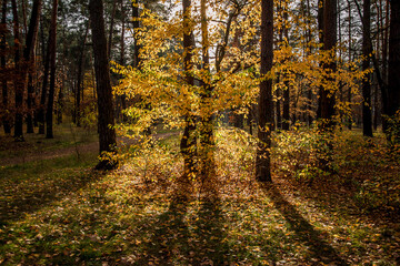 Shadows of golden colorful trees in the autumn forest.