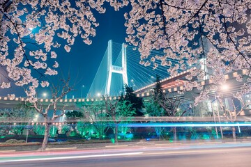 Malerischer Blick auf die Nanpu-Brücke im Schatten der Sakura-Bäume, Shanghai, China