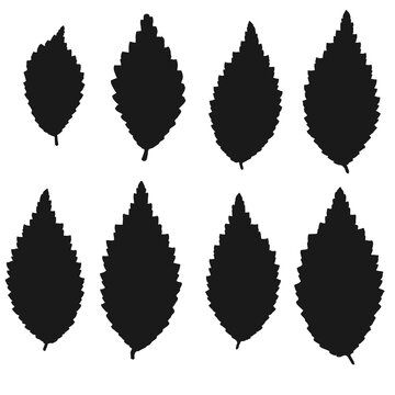 Group of the black Dwarf Elm leaves