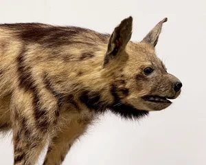  head portrait of a stuffed striped hyena Hyaena hyaena with a plain white background © Sarit Richerson
