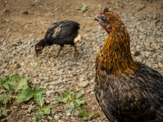 Mother hen with chick