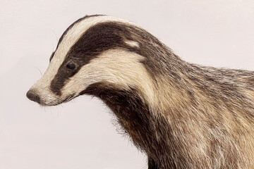 closeup head portrait of a stuffed striped European badger on a white background © Sarit Richerson
