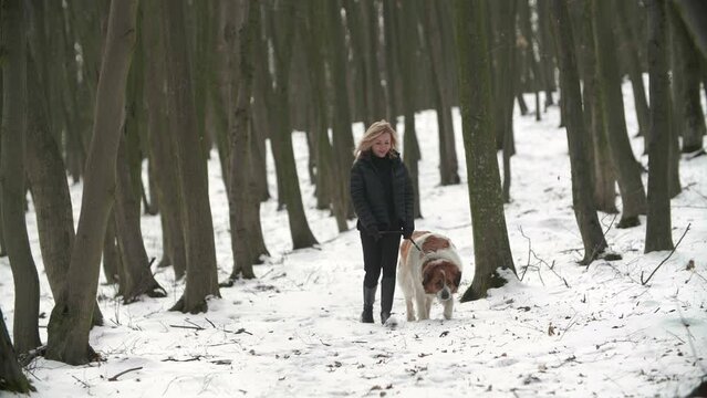 A young dog owner walking with her dog in a winter forest. Saint Bernard big dog walking on a leash near the pretty European woman on a nature background. High quality 4k footage