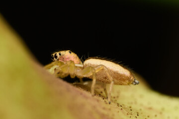 Spider behind the flower bud. Macro single shot using Raynox DCR-250. 