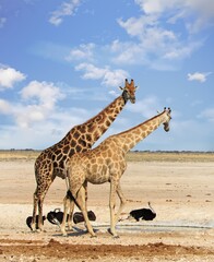 Two Giraffe with a small flock of Ostrich in the background. There is a natural dry savannah and blue sky background.