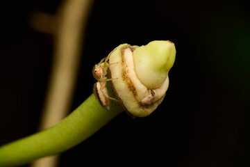 Spider in the park. Macro single shot using Raynox DCR-250. 