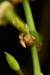 Spider in the park. Macro single shot using Raynox DCR-250. 