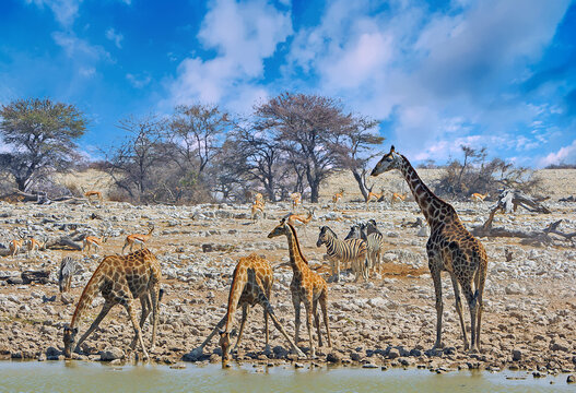 A journey of Giraffe bending down to take a drink from a waterhole, with zebra and springbok in the background, Etosha National Park, Namibia