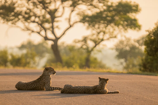 cheetah in the savannah