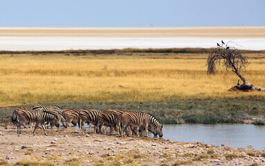 Fototapeta na wymiar small herd of Burchells zebra drinking from a scenic waterhole with the Etosha Pan in the distance,