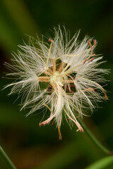 Dandelion flower in the park. Macro single shot using Raynox DCR-250. 