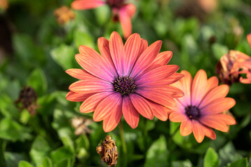 Fototapeta premium Colorful Osteospermum in the garden. Closeup