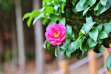 식물 동백꽃- 동백나무