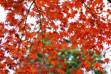 가을풍경 - 빨갛게 물든 단풍