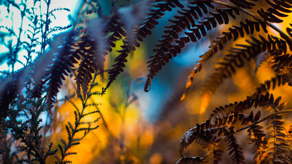 Fougères sauvages, dans la forêt des Landes de Gascogne, mises en valeur par la lumière du crépuscule