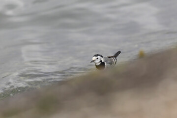 Grey wagtail Motacilla alba in close view ont the Rhine, France