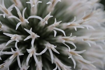 Close up flower petals