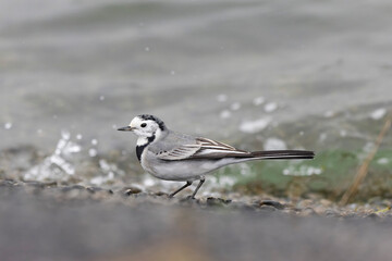 Grey wagtail Motacilla alba in close view ont the Rhine, France