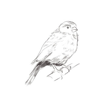 Line art pencil sketch of forest canary bird