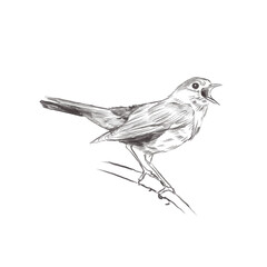 Line art pencil sketch of forest bird Nightingale