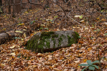 moss on the stone