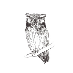 Line art pencil sketch of forest bird Screech Owl