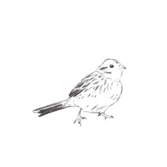 Line art pencil sketch of forest bird Yellowhammer