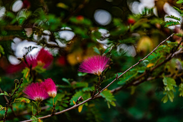 pink flowers in the garden