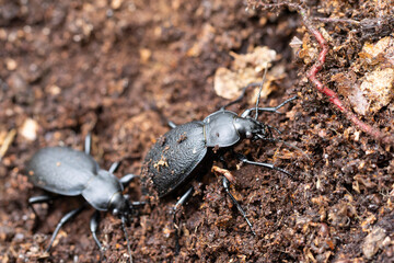 Ground-Beetle Carabus Procrustes coriaceus in close view