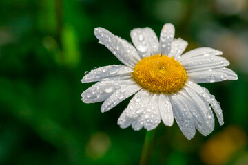Fototapeta premium Chamomile with early dew in meadow.
