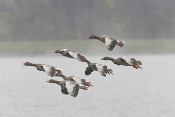 Grey-lag goose Anser anser wintering on the Rhine, France