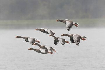 Grey-lag goose Anser anser wintering on the Rhine, France