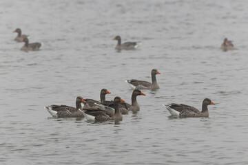 Grey-lag goose Anser anser wintering on the Rhine, France