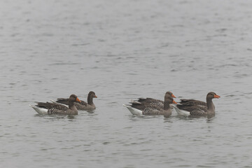 Grey-lag goose Anser anser wintering on the Rhine, France