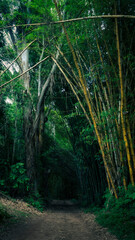 path in the woods