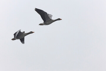 Grey-lag goose Anser anser wintering on the Rhine, France