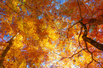 秋の絶景　紅葉の天鼓林