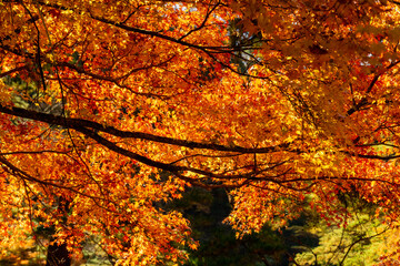 紅葉　カエデ　昇仙峡