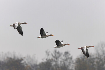 Grey-lag goose Anser anser wintering on the Rhine, France