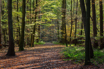 Herbstwald