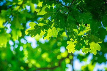 Fototapeta na wymiar Branch with green oak leaves and sunlight