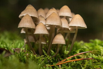 Gruppe von kleinen Pilzen im Moos