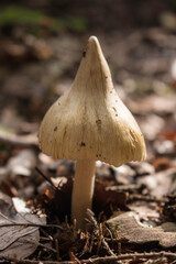 Pilz mit spitzem Hut im Wald